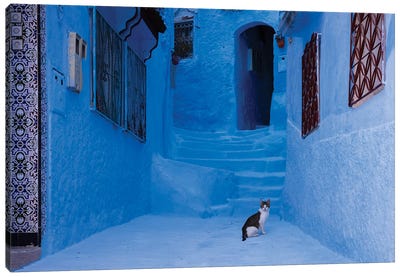 Cat In The Blue City, Morocco Canvas Art Print - Morocco