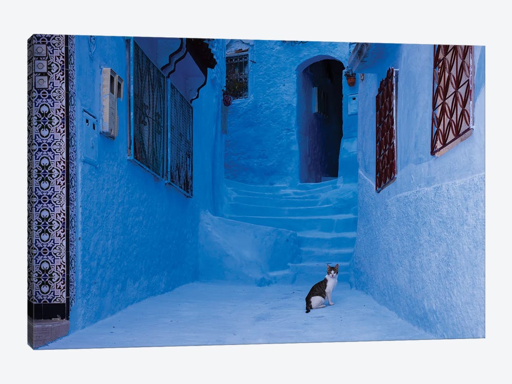 Cat In The Blue City, Morocco by Matteo Colombo 1-piece Art Print