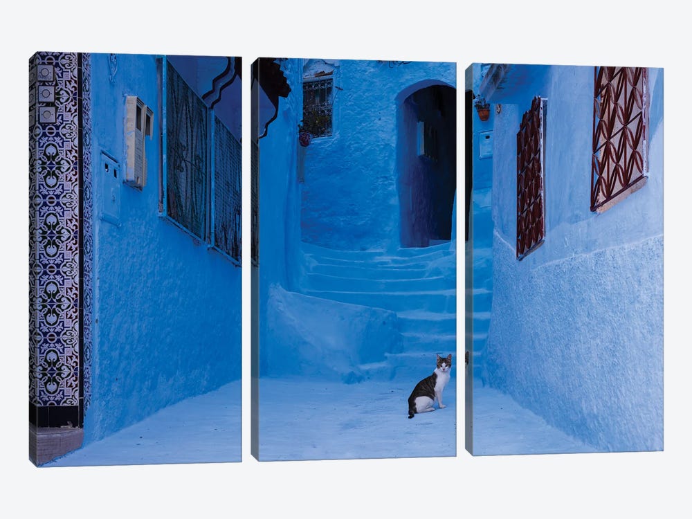 Cat In The Blue City, Morocco by Matteo Colombo 3-piece Canvas Print