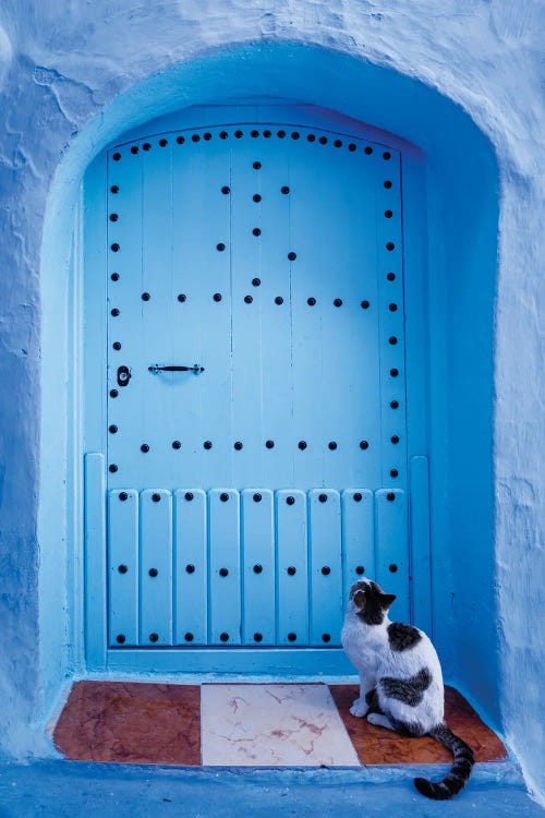 Cat And Blue Door, Morocco