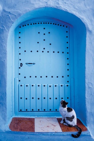 Moroccan Décor: Cat And Blue Door, Morocco by Matteo Colombo