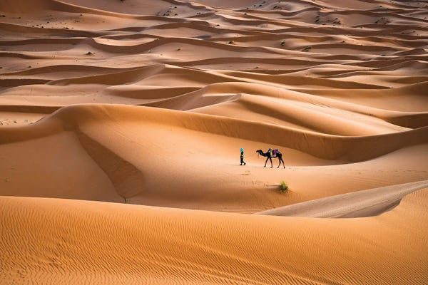 Morocco: Camel Journey, Morocco I by Matteo Colombo