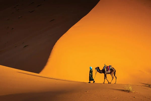 Camels: The Camel Driver, Morocco II by Matteo Colombo