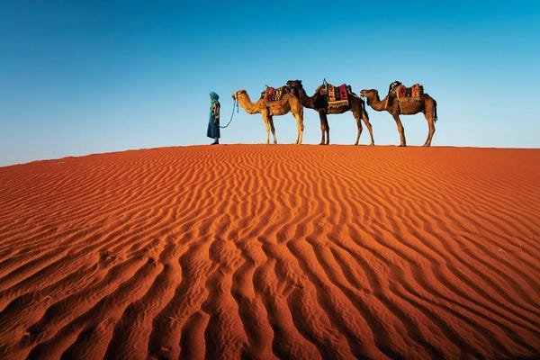 Camels: The Camel Caravan, Morocco I by Matteo Colombo