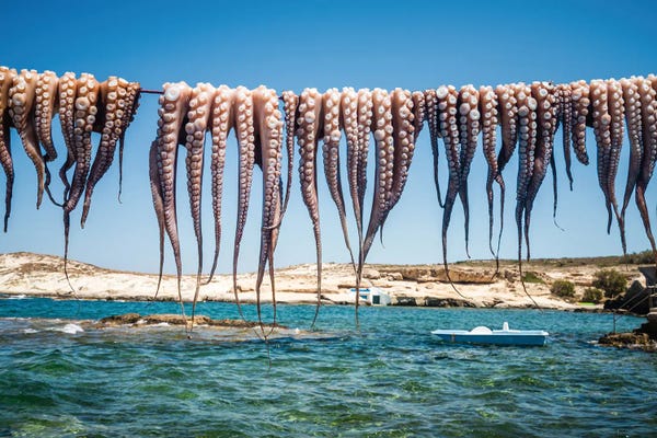 Octopi: At The Fishing Village, Greece by Matteo Colombo