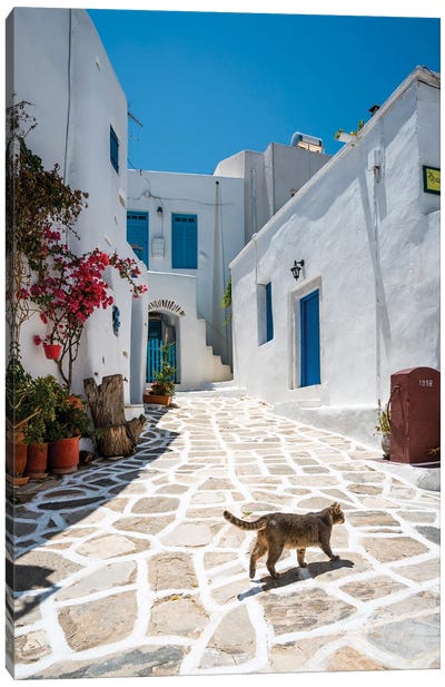 Cat Walking In The White Town, Paros, Greece Canvas Art Print - Animal & Pet Photography