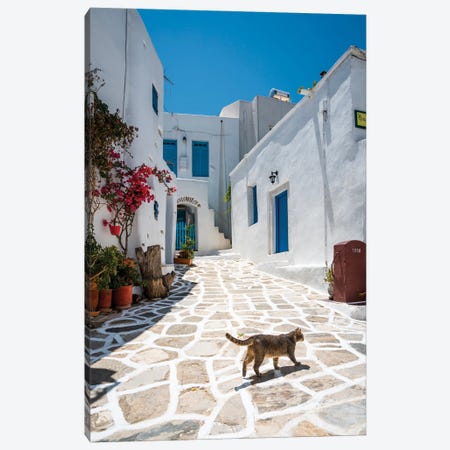 Cat Walking In The White Town, Paros, Greece Canvas Print #TEO1459} by Matteo Colombo Canvas Wall Art