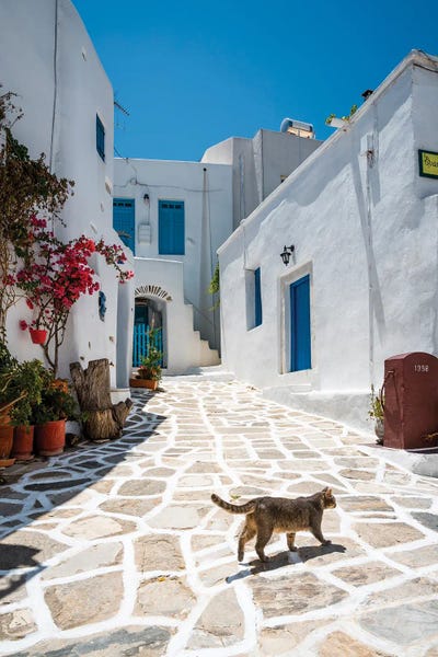 Mykonos: Cat Walking In The White Town, Paros, Greece by Matteo Colombo