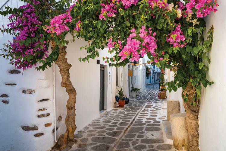 Alley With Bougainvillea Plant, Paros, Greece