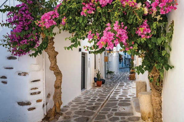 Greece: Alley With Bougainvillea Plant, Paros, Greece by Matteo Colombo