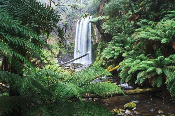 Jungles: Hopetoun Falls Victoria Australia by Matteo Colombo