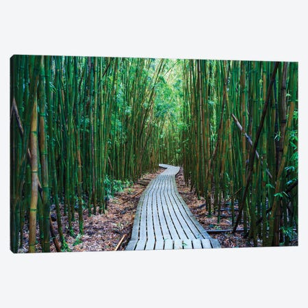 Bamboo Forest, Maui, Hawaii I Canvas Print #TEO1586} by Matteo Colombo Canvas Art Print