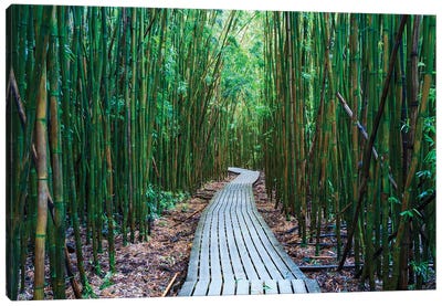 Bamboo Forest, Maui, Hawaii I Canvas Art Print - Bamboo Art