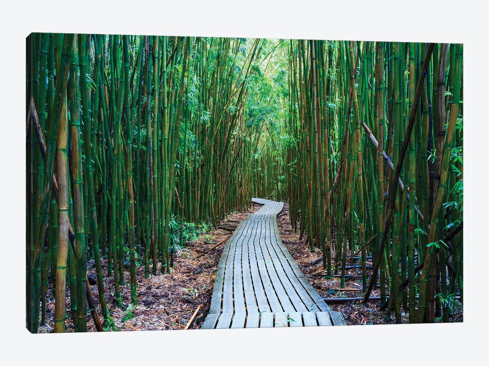 Bamboo Forest, Maui, Hawaii I by Matteo Colombo 1-piece Canvas Art Print