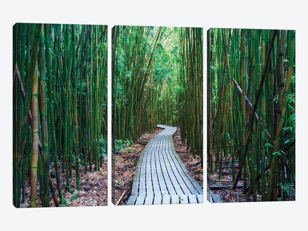 Bamboo Forest, Maui, Hawaii I by Matteo Colombo 3-piece Art Print