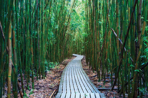 Bamboo: Bamboo Forest, Maui, Hawaii I by Matteo Colombo