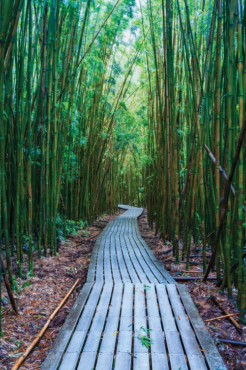 Bamboo Forest, Maui, Hawaii II by Matteo Colombo wall art