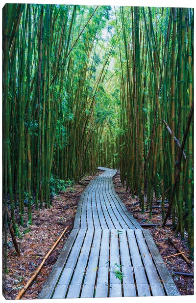 Bamboo Forest, Maui, Hawaii II Canvas Art Print - Bamboo Art