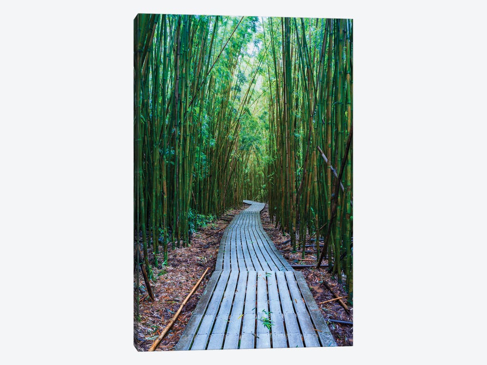 Bamboo Forest, Maui, Hawaii II by Matteo Colombo 1-piece Canvas Artwork