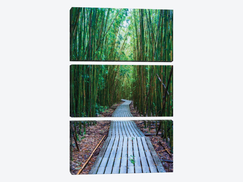 Bamboo Forest, Maui, Hawaii II by Matteo Colombo 3-piece Canvas Artwork