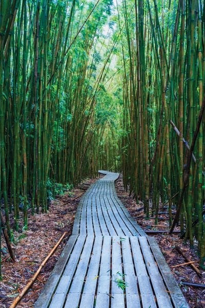 Maui: Bamboo Forest, Maui, Hawaii II by Matteo Colombo