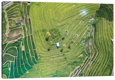 Rice Terraces, Bohol, Philippines Canvas Art Print - Aerial Photography