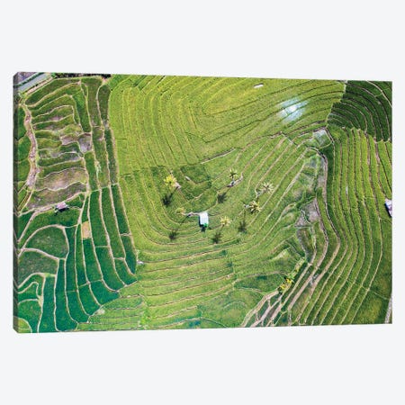 Rice Terraces, Bohol, Philippines Canvas Print #TEO1591} by Matteo Colombo Art Print