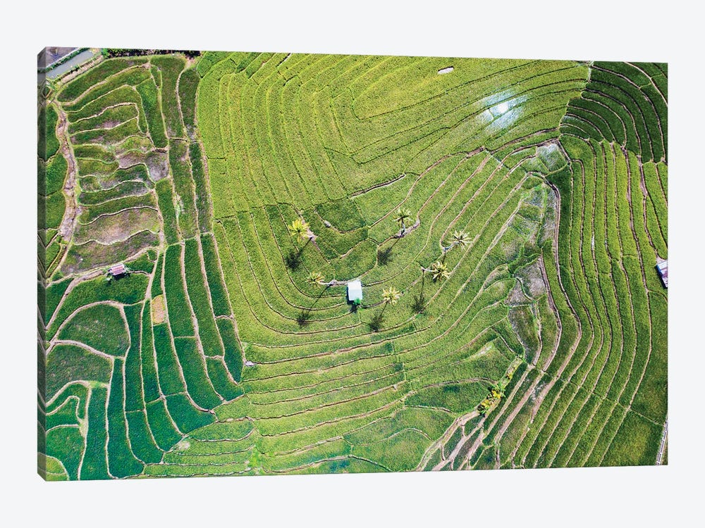 Rice Terraces, Bohol, Philippines by Matteo Colombo 1-piece Canvas Art Print
