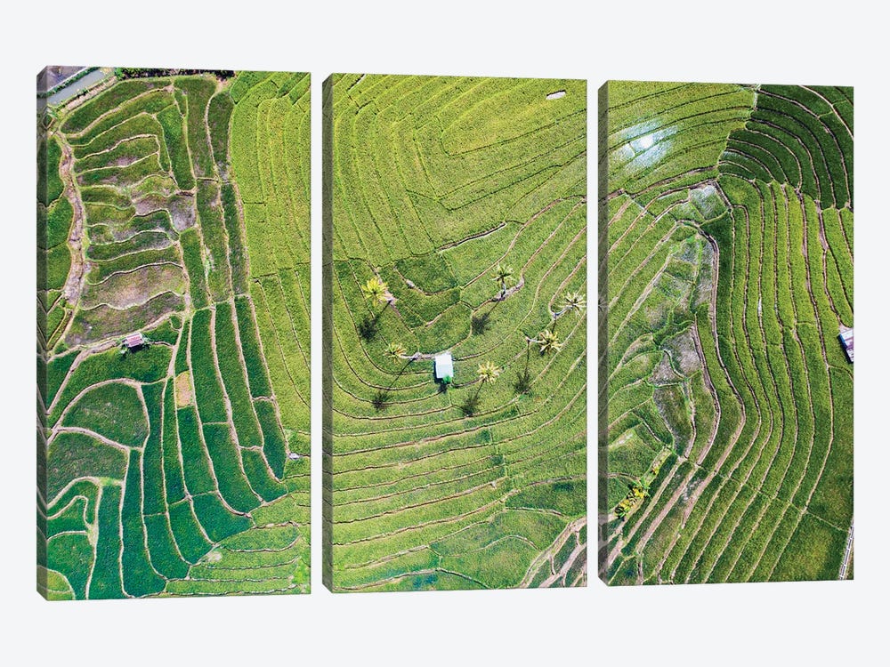 Rice Terraces, Bohol, Philippines by Matteo Colombo 3-piece Canvas Print