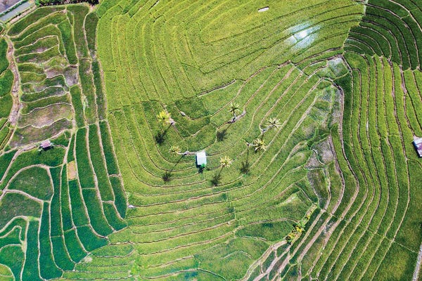 Bohol: Rice Terraces, Bohol, Philippines by Matteo Colombo