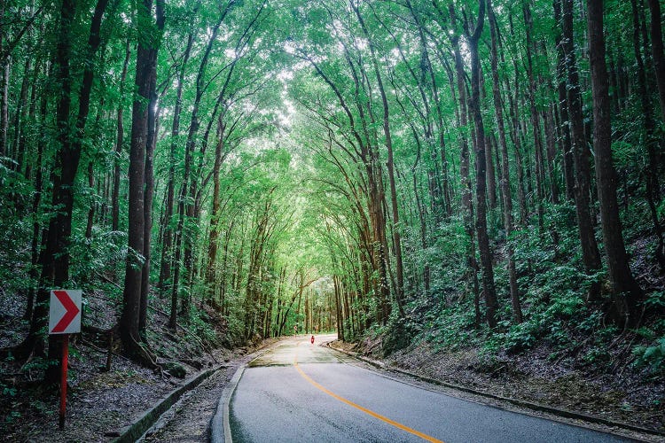 Road Through The Forest, Bohol, Philippines