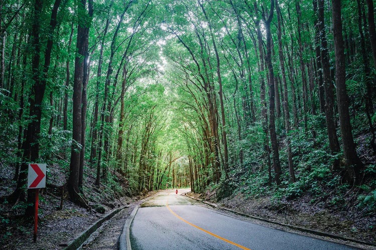 Road Through The Forest, Bohol, Philippines by Matteo Colombo wall art