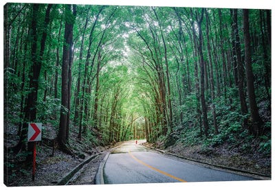 Road Through The Forest, Bohol, Philippines Canvas Art Print