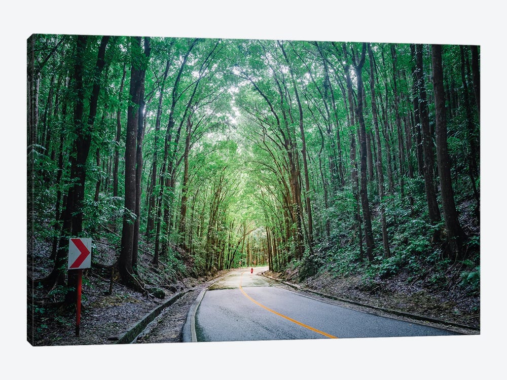 Road Through The Forest, Bohol, Philippines by Matteo Colombo 1-piece Art Print