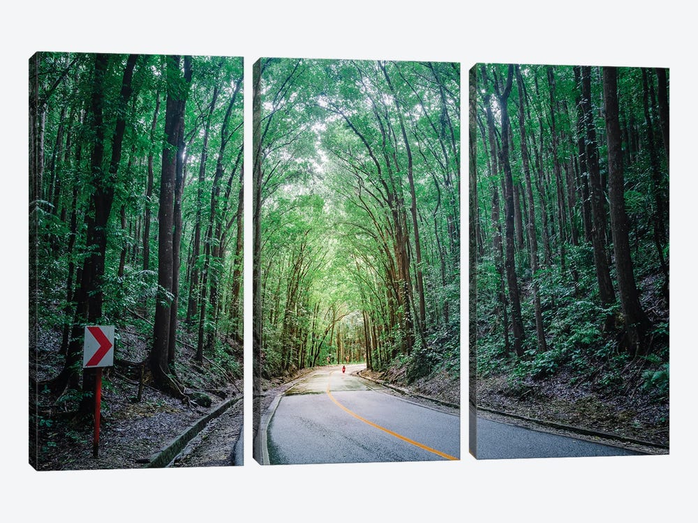 Road Through The Forest, Bohol, Philippines by Matteo Colombo 3-piece Canvas Art Print