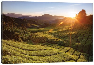 Tea Plantation, Cameron Highlands, Malaysia Canvas Art Print - Valley Art