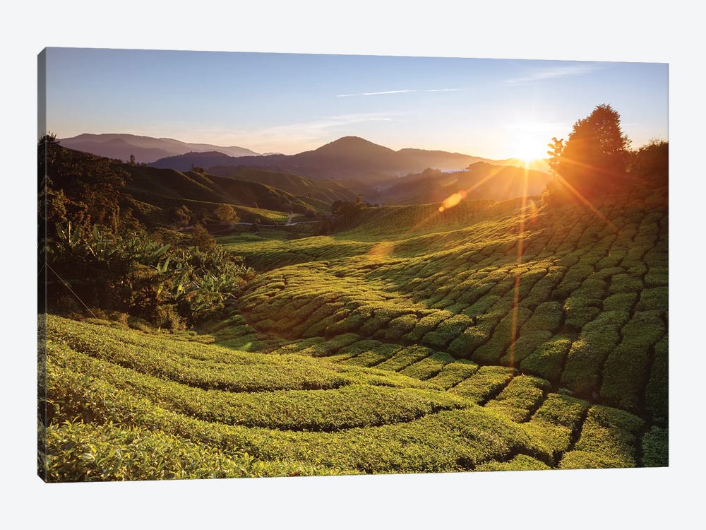 Tea Plantation, Cameron Highlands, Malaysia by Matteo Colombo 1-piece Canvas Art Print