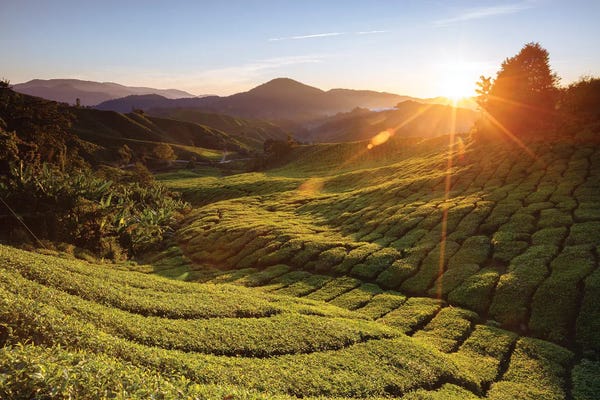Valleys: Tea Plantation, Cameron Highlands, Malaysia by Matteo Colombo