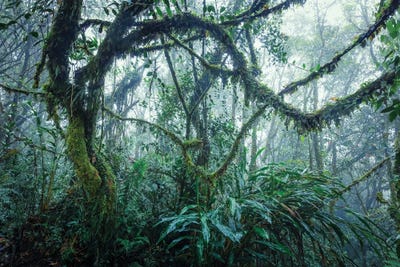 Tropical Rainforest, Malaysia by Matteo Colombo metal wall art