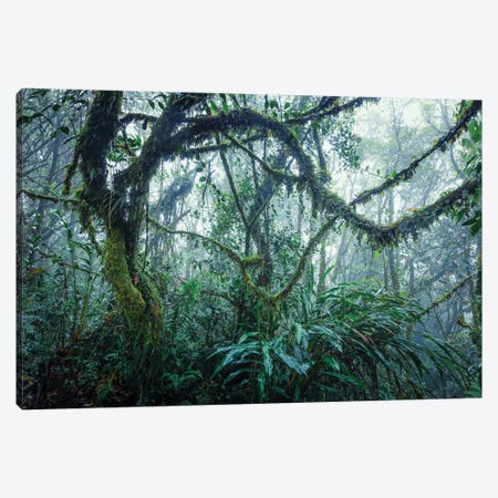 Tropical Rainforest, Malaysia Canvas Print #TEO1602} by Matteo Colombo Canvas Print