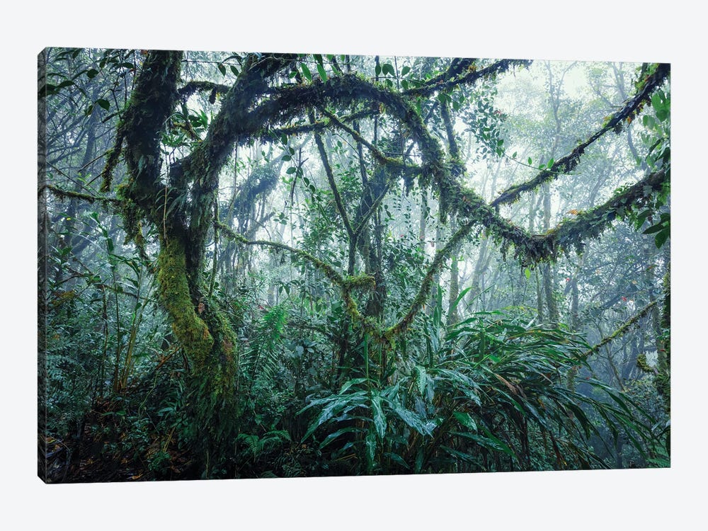 Tropical Rainforest, Malaysia by Matteo Colombo 1-piece Canvas Art Print