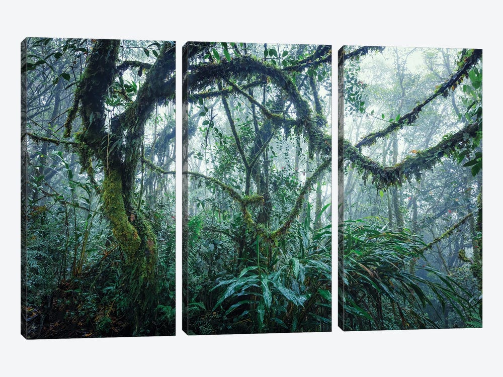 Tropical Rainforest, Malaysia by Matteo Colombo 3-piece Canvas Art Print