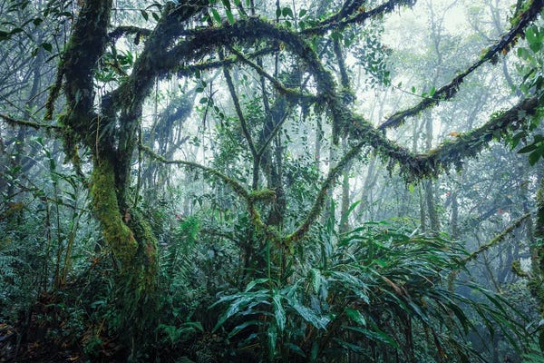 Malaysia: Tropical Rainforest, Malaysia by Matteo Colombo