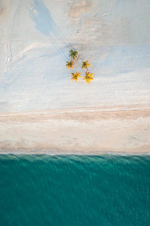 Minimalist Beach With Palm Trees