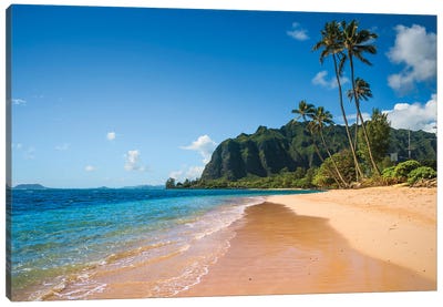 Tropical Beach With Palm Tree, Oahu, Hawaii Canvas Art Print - Oahu