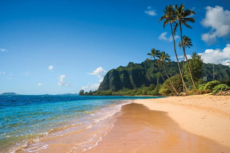 Tropical Beach With Palm Tree, Oahu, Hawaii