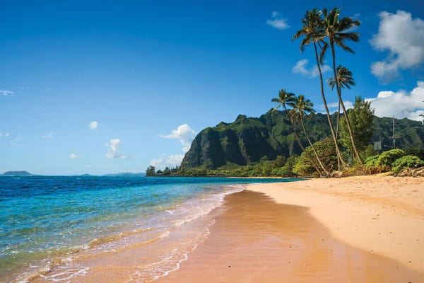 Oahu: Tropical Beach With Palm Tree, Oahu, Hawaii by Matteo Colombo