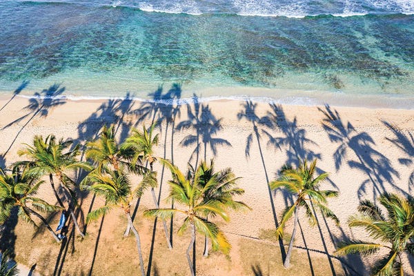 Fine Art Print: Palm Trees On Waikiki Beach, Hawaii I by Matteo Colombo
