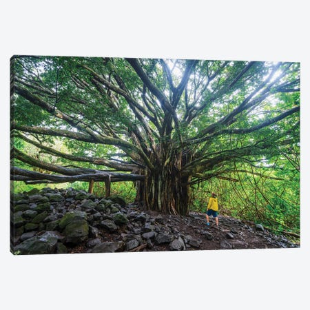 Banyan Tree, Maui Island, Hawaii I Canvas Print #TEO1665} by Matteo Colombo Canvas Wall Art