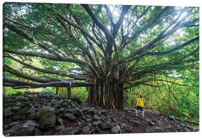 Banyan Tree, Maui Island, Hawaii I Canvas Art Print - Maui Art